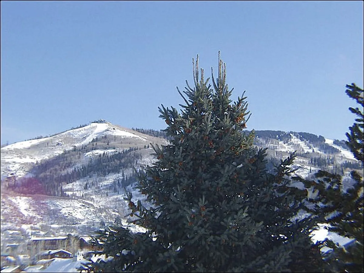 A panoramic view of snow-covered mountains dotted with evergreen trees, evoking the grandeur and beauty of Steamboat's natural surroundings. The scene captures the essence of outdoor adventure and the allure of untouched powder.